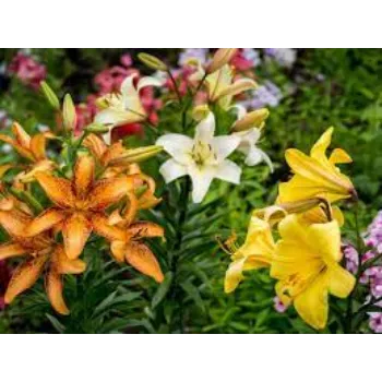 Lilium Plants Exporter