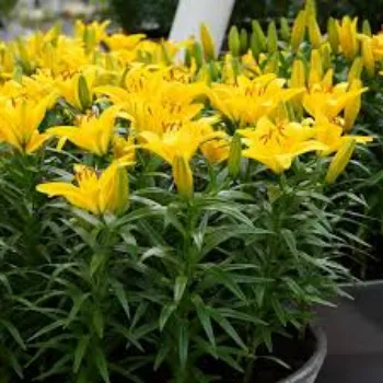 Organic Lilium Plant Manufacturer