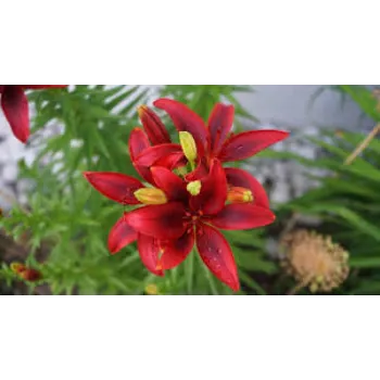 Organic Lilium Plant Manufacturer