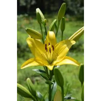 Lilium Plants Manufacturer