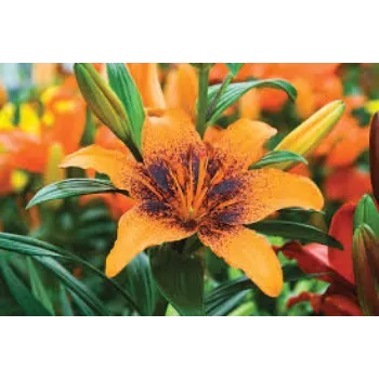 Natural Lilium Plant Manufacturer