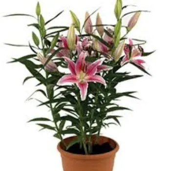 Organic Lilium Plants Manufacturer