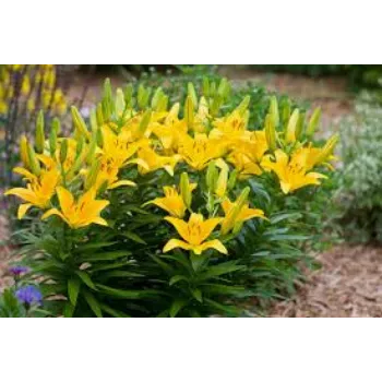 Fresh Lilium Plant Exporter