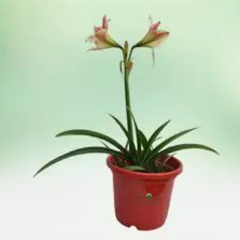 Common Lilium  Plant