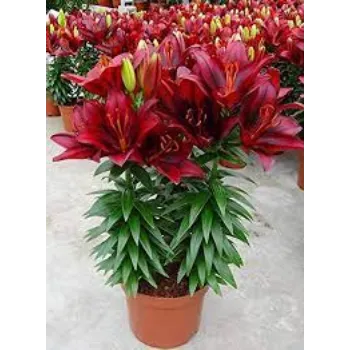 Organic Lilium  Plant