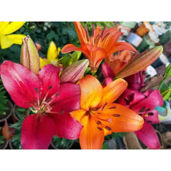 Natural Lilium Plants