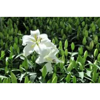 Organic Lilium Plants