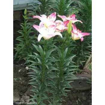 Organic Lilium  Plant