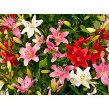 Natural Lilium Plants Manufacturer