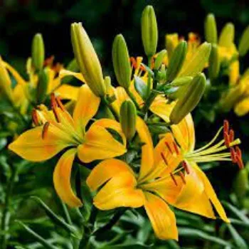 Natural Lilium  Plants