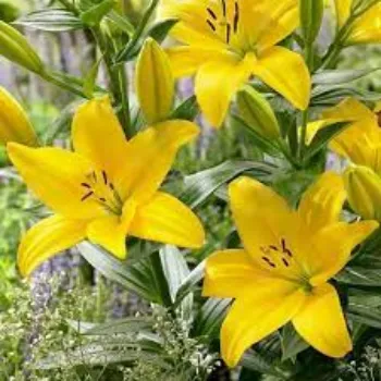 Natural Lilium Plants