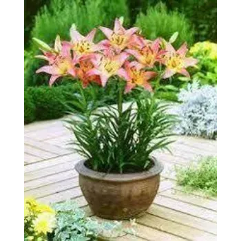 Organic Lilium Plants