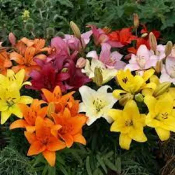 Natural Lilium Plants