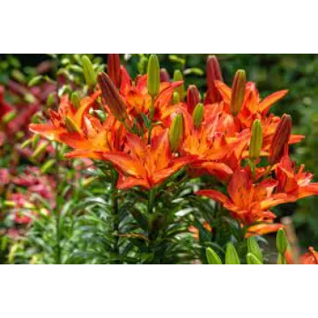 Natural Lilium Plants