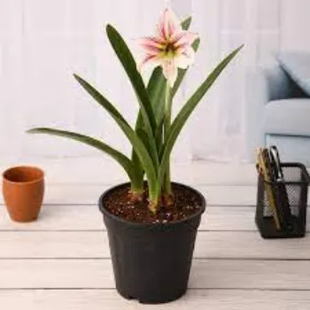 Fresh Lilium  Plants