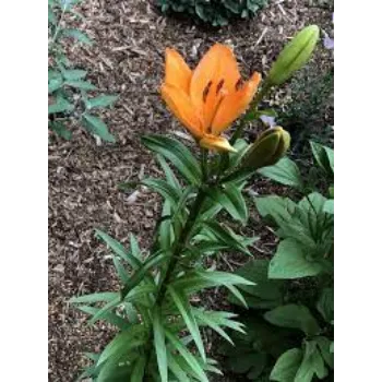 Organic Lilium Plants