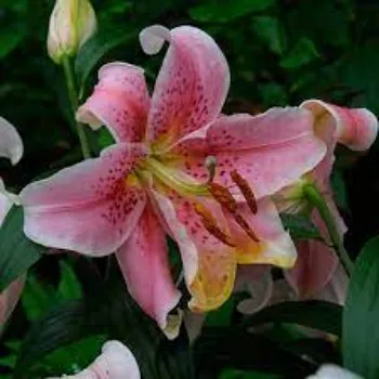 Natural Lilium Plants
