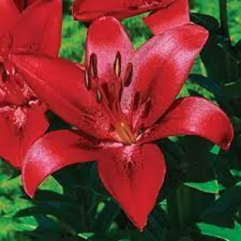 Natural Lilium Plants