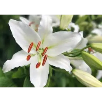 Common Lilium Plants