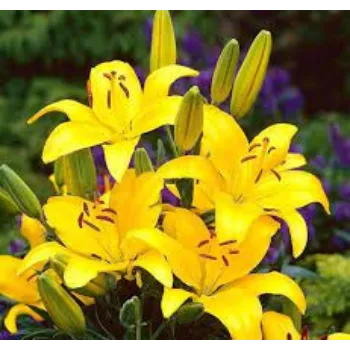 Organic Lilium Plants
