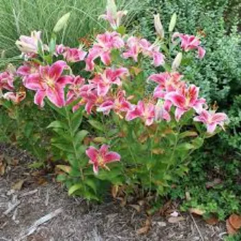 Natural Lilium Plants
