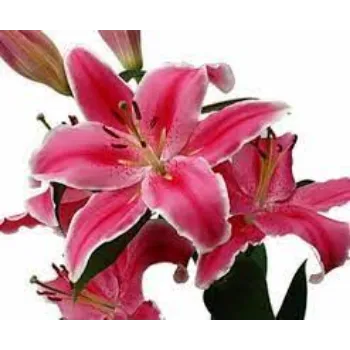 Organic Lilium  Plant