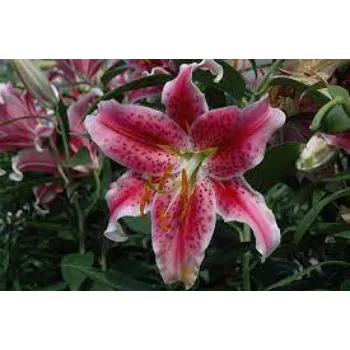 Common Lilium  Plant