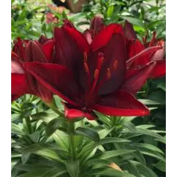 Organic Lilium Plant Manufacturer