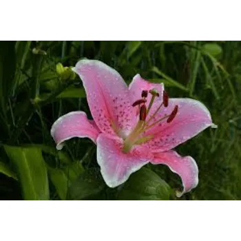 Organic Lilium Plant Manufacturer