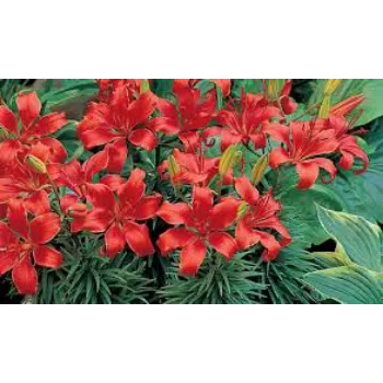 Organic Lilium Plant