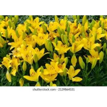 Natural Lilium Plant