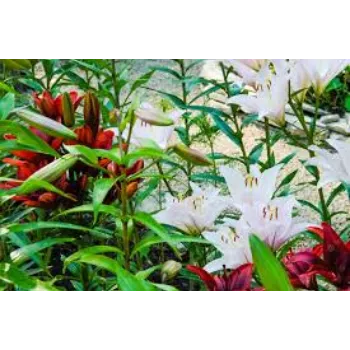 Natural Lilium Plant