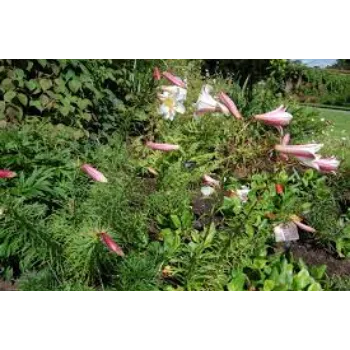 Organic Lilium Plant