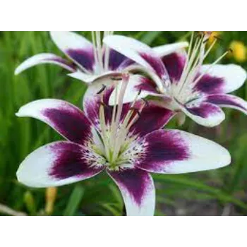 Lily Flower