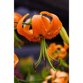 Fresh Lily Flower