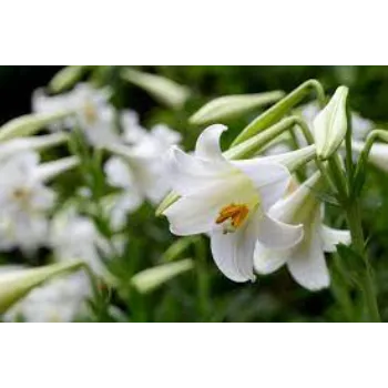 Rare Lily Flower