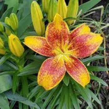 Common Lily Flower