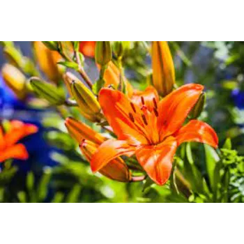 Organic  Lily Flower