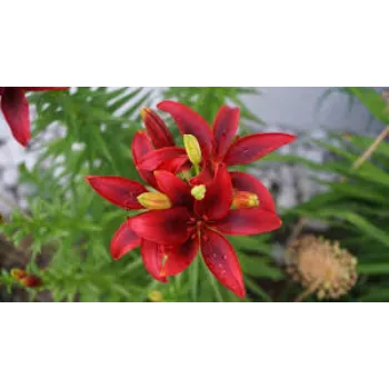 Natural  Lily Flower