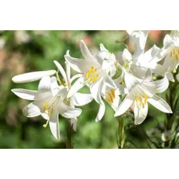 Lily Flower