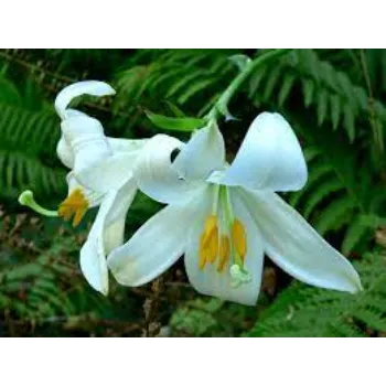 Organic Lily Flowers