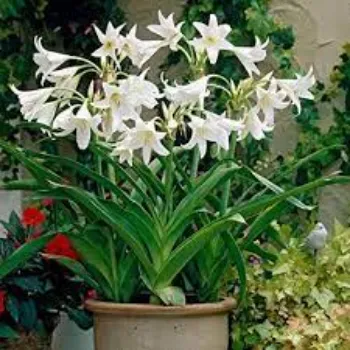 Organic Lily Flowers
