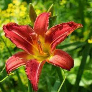 Natural Lily Flowers