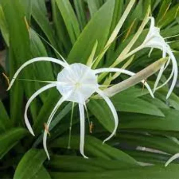 Organic Lily Flowers