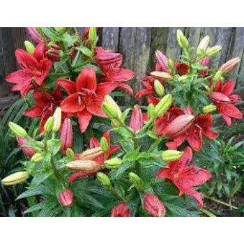 Fresh Lily Flowers