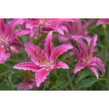 Organic Lily Flowers