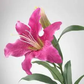 Natural Lily Flowers