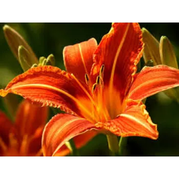 Natural Lily Flower Exporter