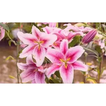 Fresh Lily Flowers  Exporter