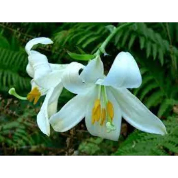Fresh Lily Flowers